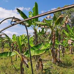 Bananenplantagen neben dem Museum