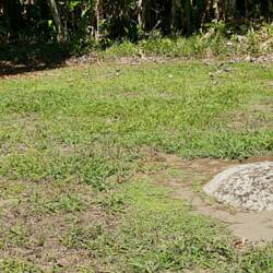 Bei Rodungsarbeiten für Bananenplantagen fand man die Kugeln