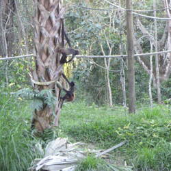 Grote spider monkeys