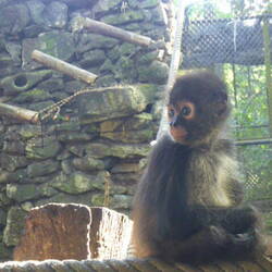 Spider monkey
