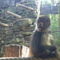 Spider monkey