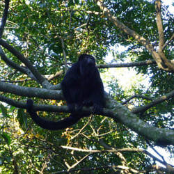 Howler monkey