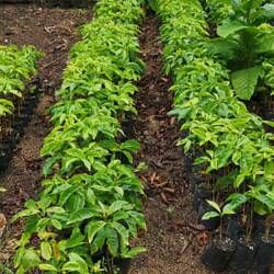 Aufzuchtstation der Jungpflanzen