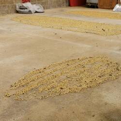 Hier werden die Bohnen getrocknet