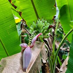 Eine wilde Bananenpflanze 🍌