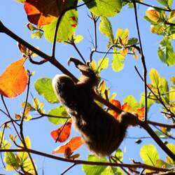 Wir können auch noch ein Faultier entdecken 🦥