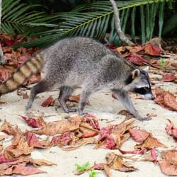 Dieser Waschbär hat uns attackiert 🦝😬