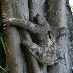 Haben ein Faultier in der Natur entdeckt