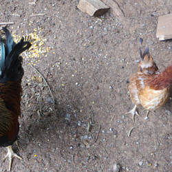 Lolo de haan en vrouwtje