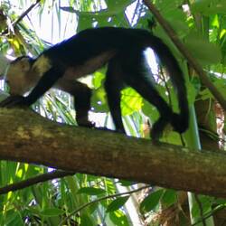 Viele Kapuzineraffen im Urwald
