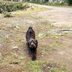 Morgendlicher Besuch 🐶