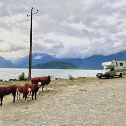 Abendlicher Besuch 🐄