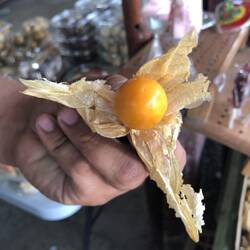 Jensy didn't know this one, but you might.