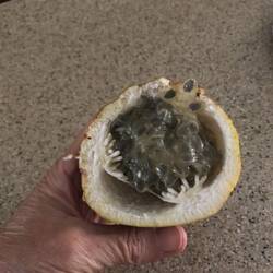 Granadilla