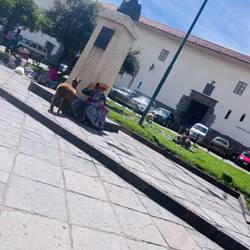 Das erste Alpaka 😍