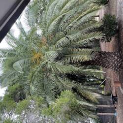 eine Palme vor meinem Haus. Davon wachsen hier übrigens viele.