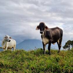 Bye bye, Arenal ⛰️🐄