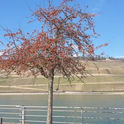Frühlingserwachen am Rhein 💐