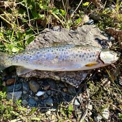 Heute gibt es Meerforelle