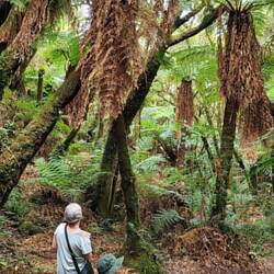 Diese Farne sind um die 1000 Jahre alt.