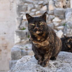 Katzen scheinen mich zu begleiten