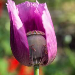 Mohnanbau gibt es auch noch. Wir sind nahe am Goldenen Dreieck