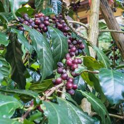 In Nord-Thailand wird viel Kaffee angebaut. Der ist auch ziemlich gut.