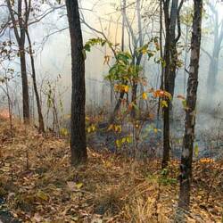 Die unschöne Seite Thailands. Wälder werden in Brand gesetzt, um Pilze zu ernten