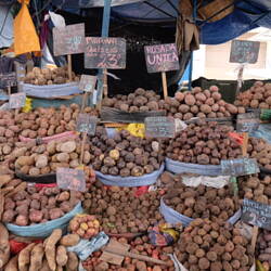 Le pays de la pomme de terre !