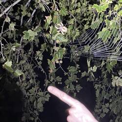 eine spinne auf dem Nachhauseweg. Leahs Finger zum Vergleich. Die Spinne ist wohl noch recht klein..