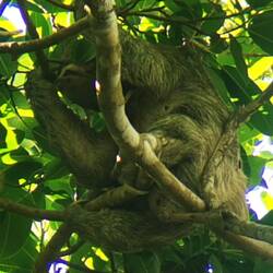 Brüllaffe hoch im Baum