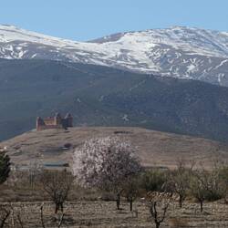 Sierra Nevada mit Mandelbaum in voller Blüte