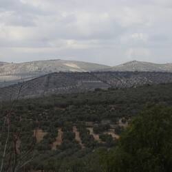 Olivenhaine soweit das Auge reicht