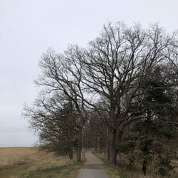 Zur Abwechslung mal ein Waldweg