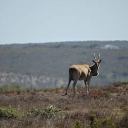 Eland
