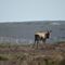 Eland