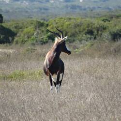 Bontebok