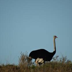 Ostrich