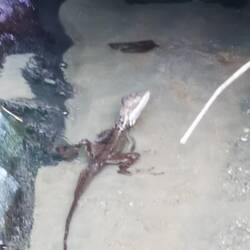 Basilisk Jesus Christ