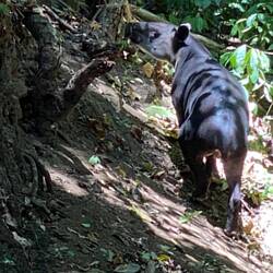 Tapir