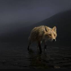 Storm fox