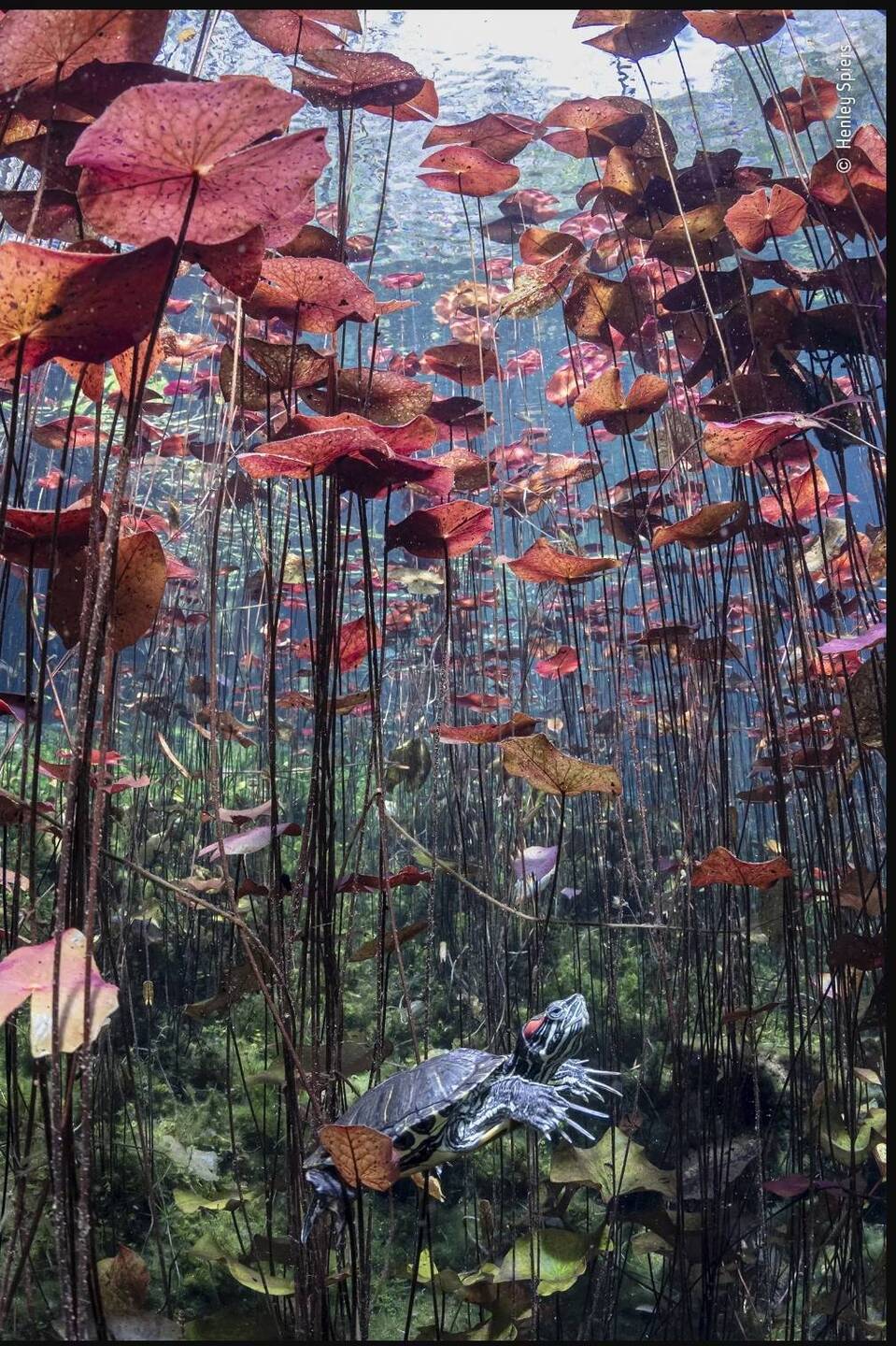 Turtle in paradise