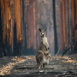 Hope in a burned plantation