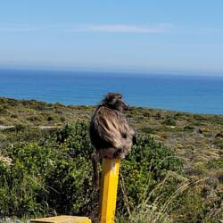 Baboon chöi ganz frech werde und sogar Outotüre öffne, drum machemer Fotis nur hinter verschlossne Türe