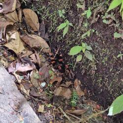 Die erste Tarantel😖🕷