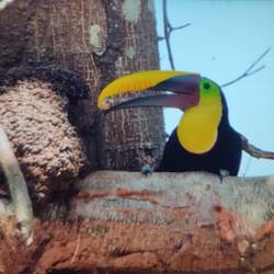 Tucan am Termitennest