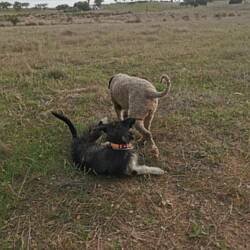 Ich bin 15km gelaufen. Die Hunde wesentlich mehr, aber Salma wohl nicht genug.