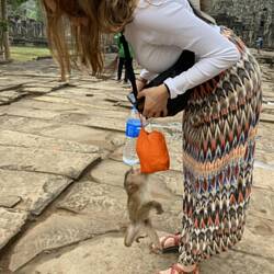 Playing around with a friendly monkey calls JoJo