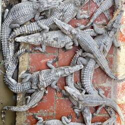 חוות קרוקודילים שבדיעבד התחרטתי שנכנסתי אלייה, מוכרים את התינוקות לסין בשביל העור שלהם ובשר