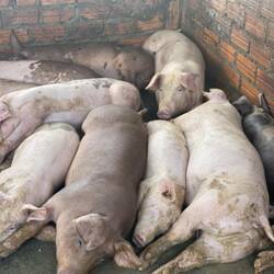 סיור בחווה משפחתית שמכינה יין מאורז ומגדלת חזירים. את החזירים מאכילים בשאריות של היין אז הם שיכורים